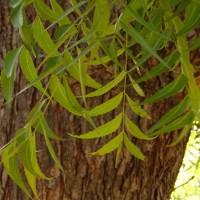 Azadirachta indica A.Juss.